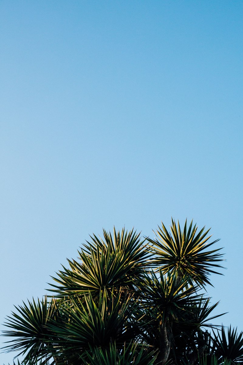 tropical palm palm tree and frond hd, 4k