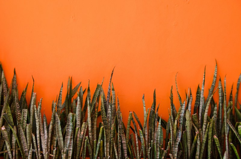 green on orange cozumel mexico 4k
