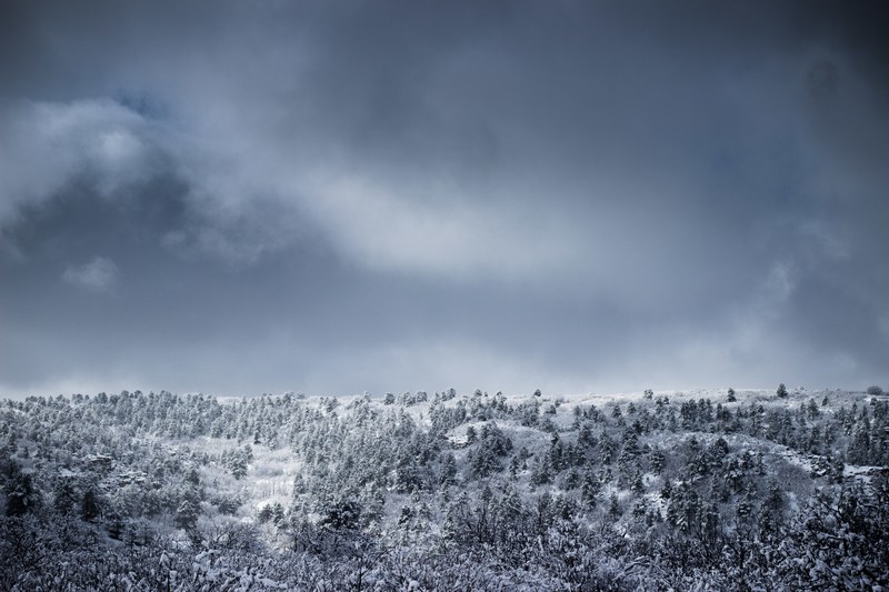 a coniferous forest stretching across a snowy hill, snowy forest on a hill 4k
