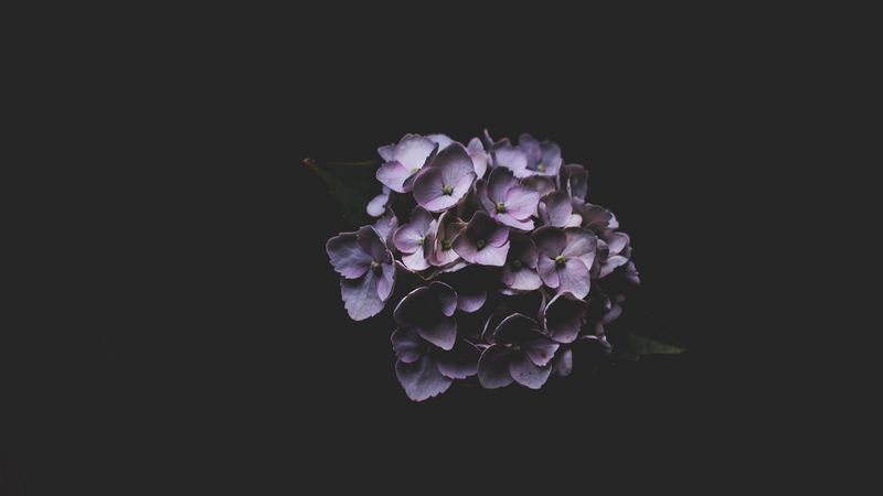 hydrangea, lilac, petals, 4k