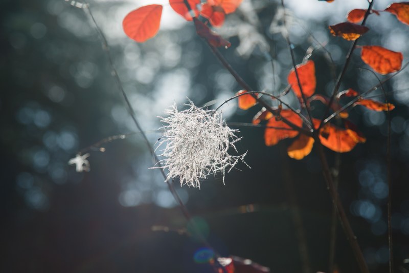 fluffly thing 4k