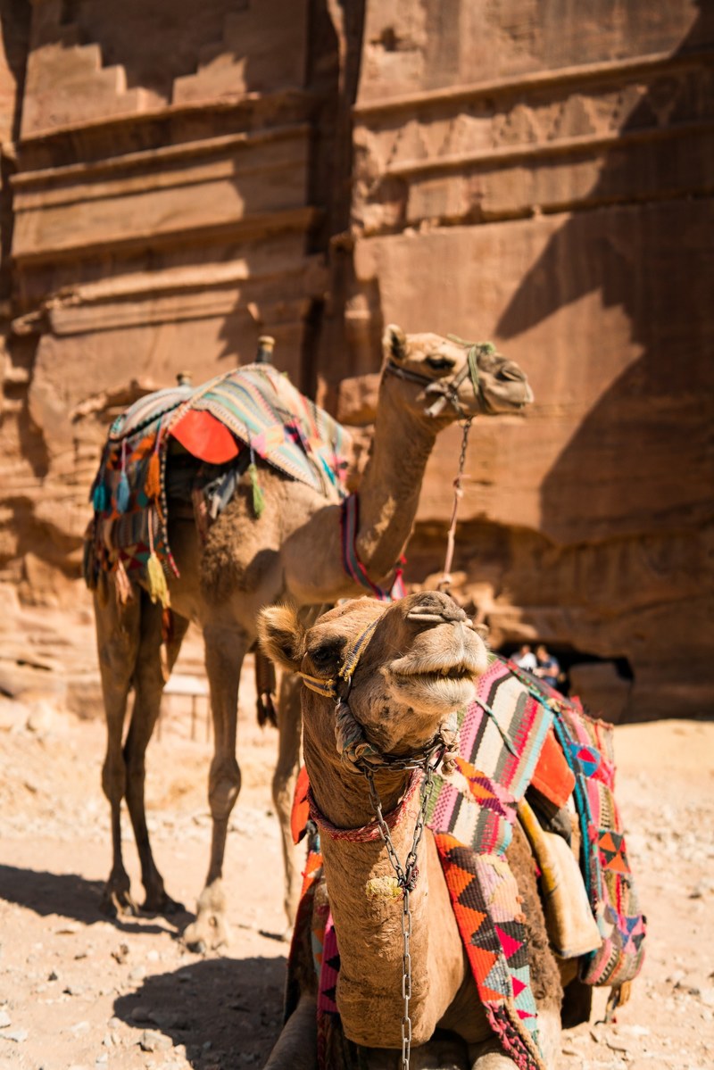 camel animal wild and desert hd, 4k