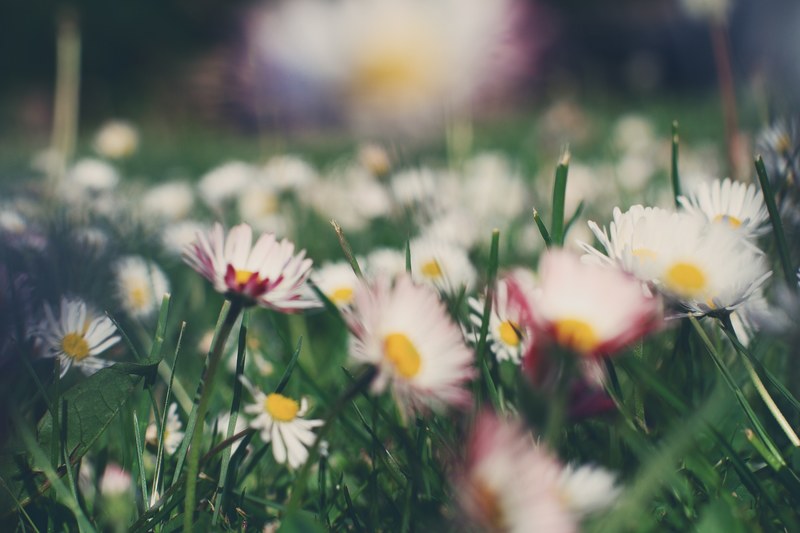 flower dream dreamy and closeup 4k