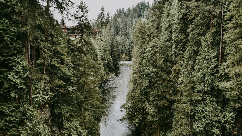river, stream, trees, 4k