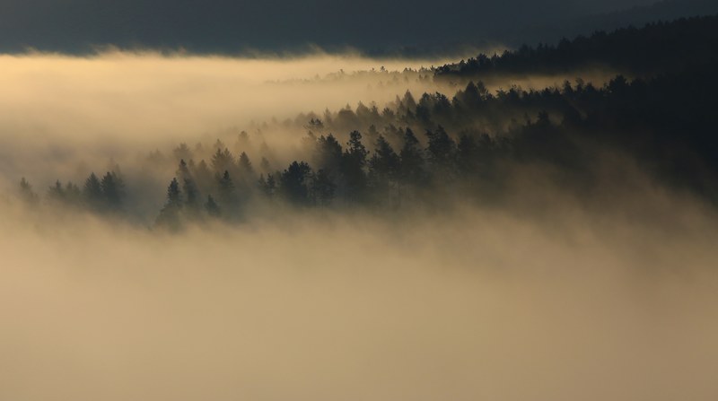 dark evergreen woods wreathed in dense fog, a new beginning 4k