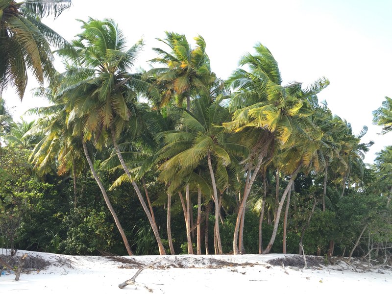 palm trees on a beach on the coast, palm trees on a white beach 4k