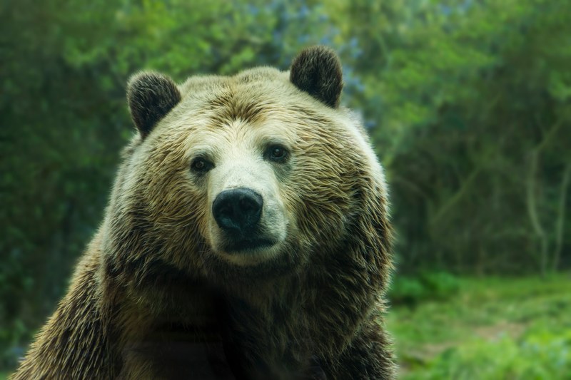 close up of a bears face in a zoo, bear in a zoo 4k