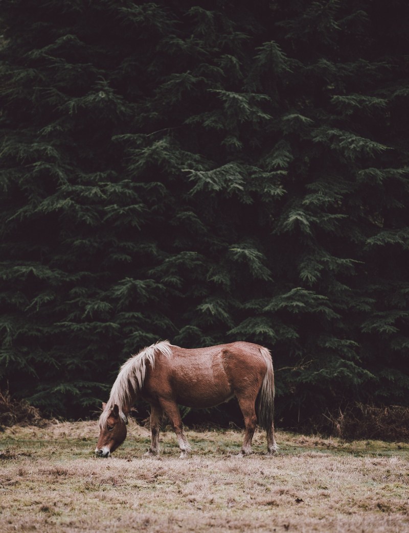 a chestnut horse grazing on dry grass near tall evergreen trees, horse grazing in the shade of conifers 4k