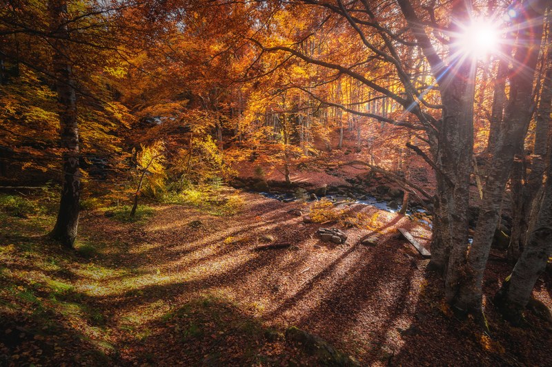 autumn in vitosha mountain bulgaria 4k
