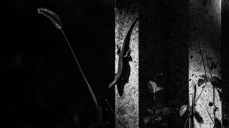 lizard, animal, bw, 4k