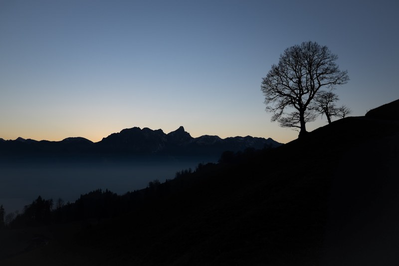 night tree switzerland and mountain 4k
