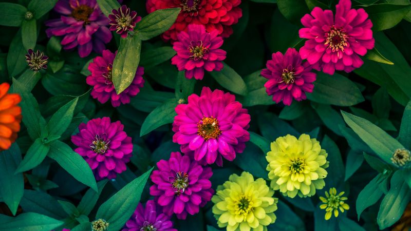 zinnias, flowerbed, flowers, bright, 4k