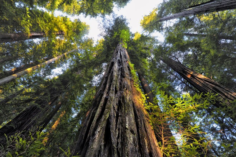 forest tree and redwood 4k