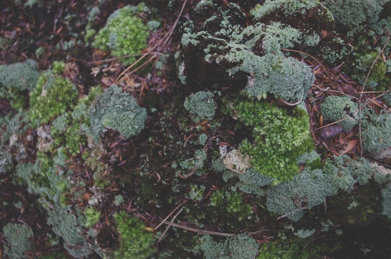 earth root twig and plant 4k