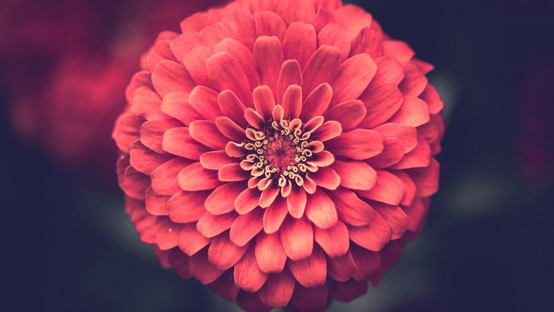 zinnia, petals, close-up, 4k