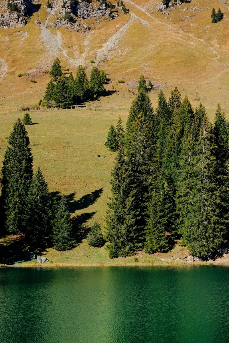forest water wood and lake hd, 4k