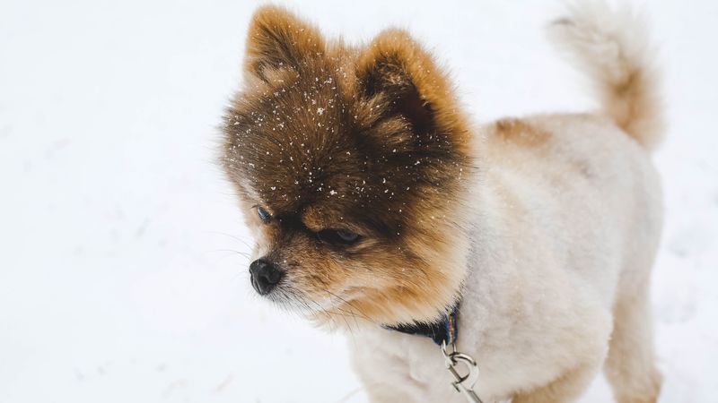pomeranian, pom pom, spitz, puppy, dog, leash, 4k