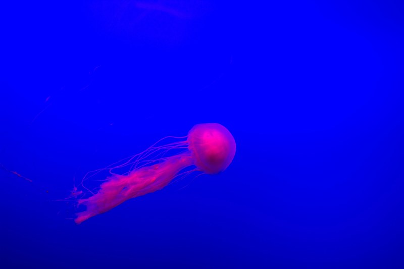 jellyfish jelly fish underwater and aquarium 4k