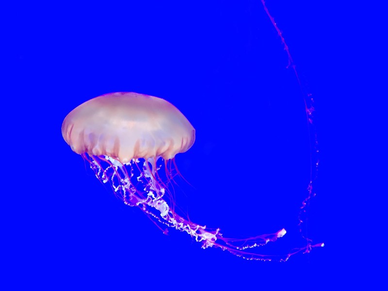 jellyfish ocean life sea life and animal 4k