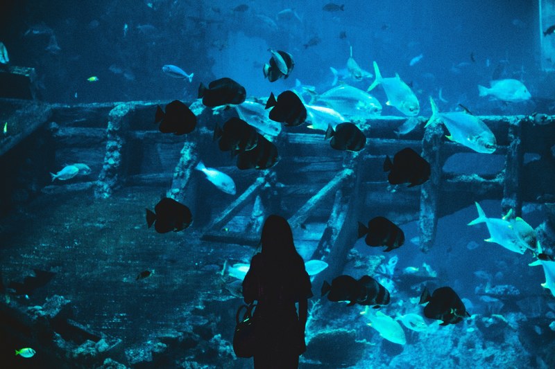 underwater water fish and aquarium 4k