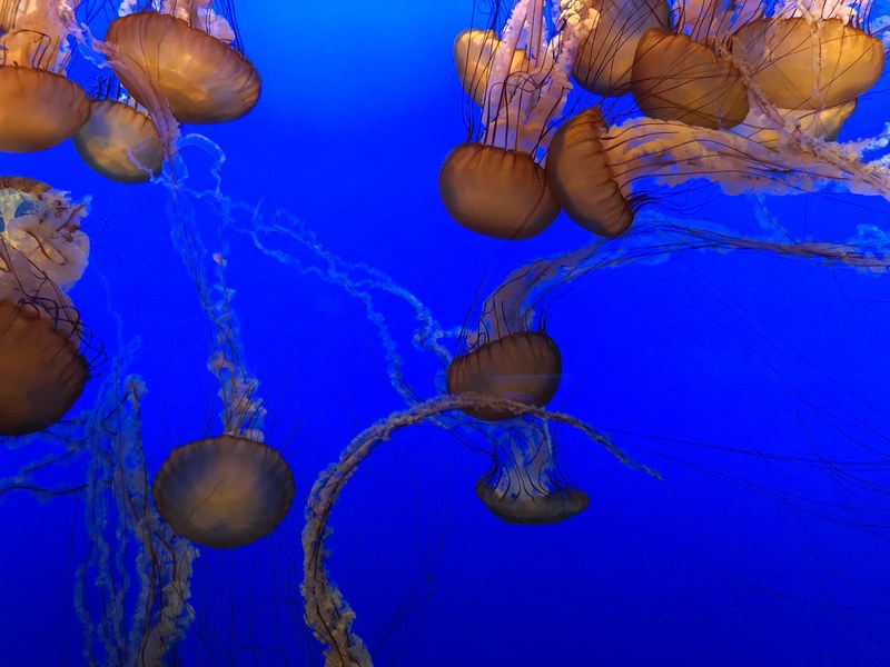 jelly fish 4k