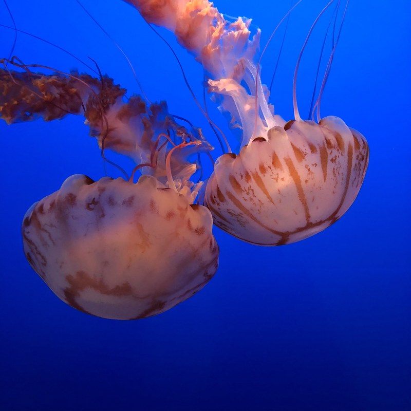 jelly fish 4k