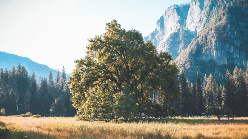 tree, grass, mountains, 4k