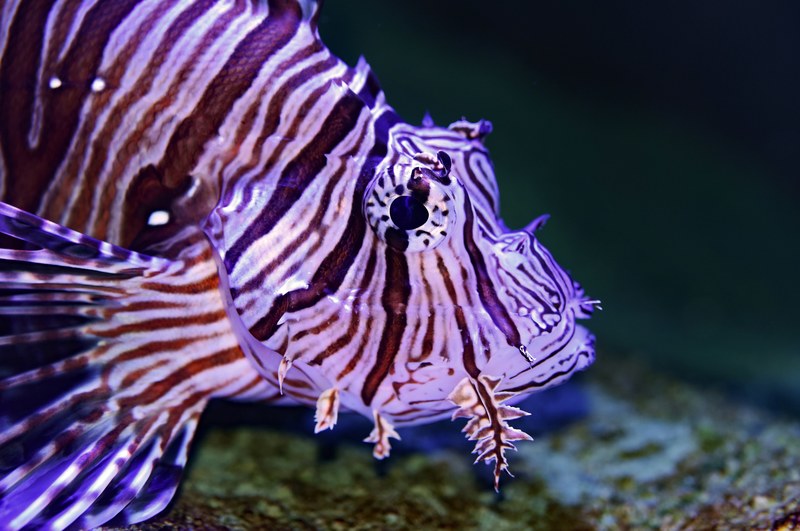 lionfish profile 4k
