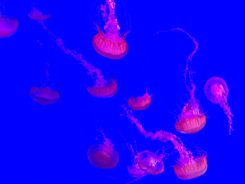 jellyfish sea ocean and water 4k