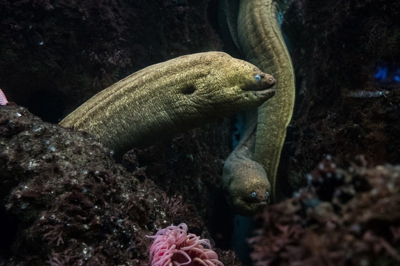 underwater eel creature and sealife 4k