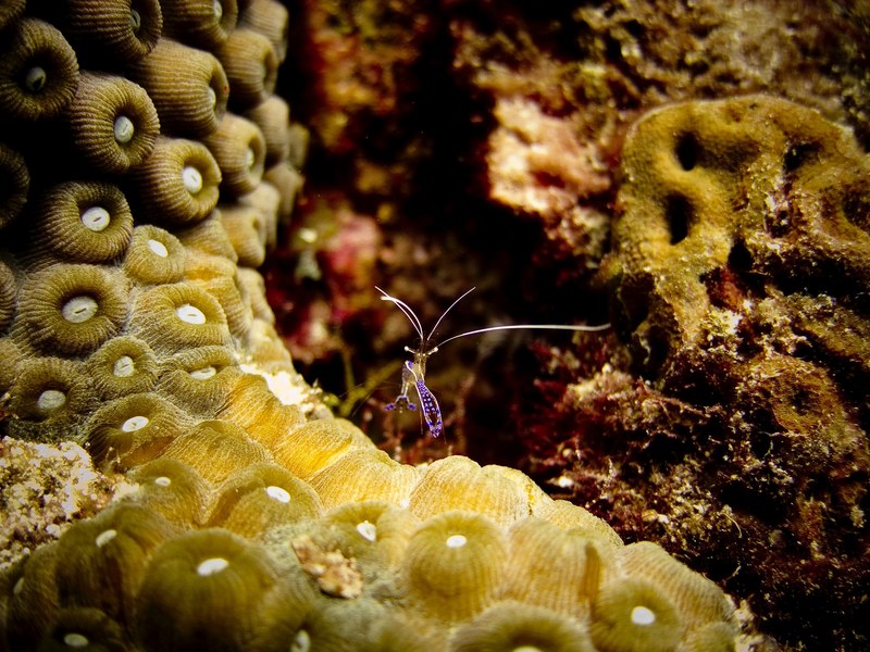 cleaner shrimp on a head of coral 4k
