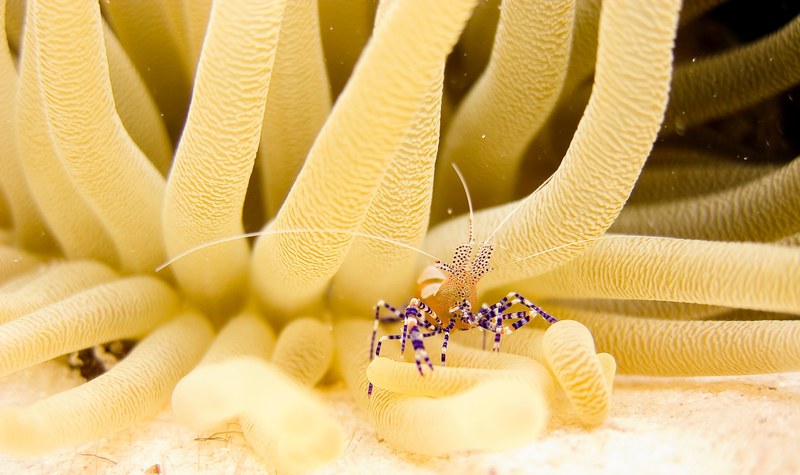 spotter cleaner shrimp 4k