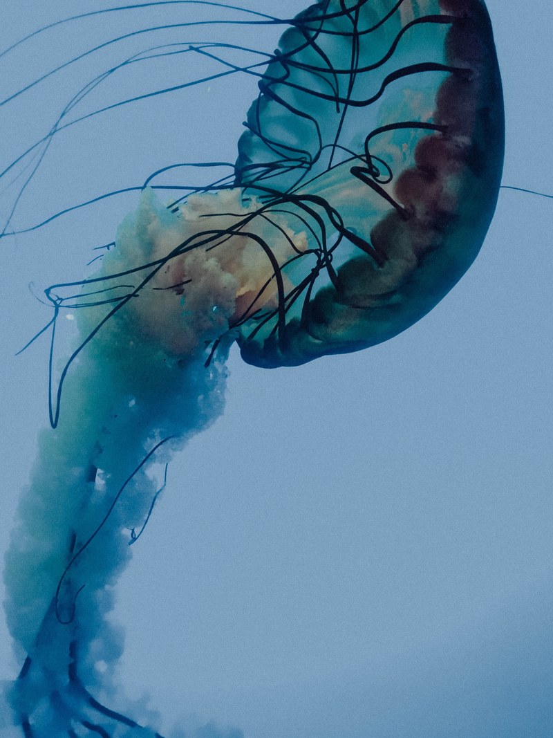 ocean life beauty 4k