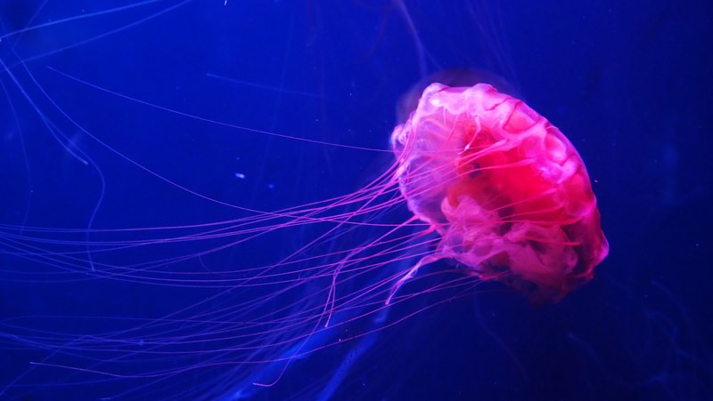 jellyfish ocean sea and blue 4k