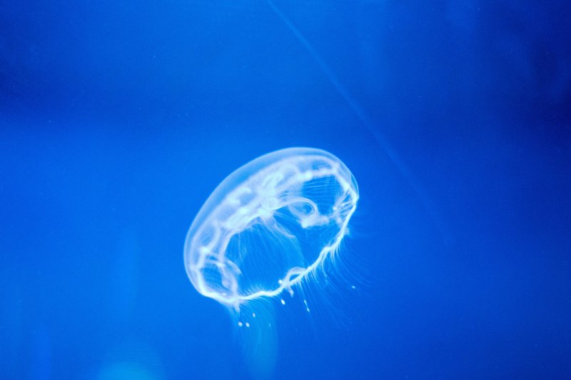 water ocean creature and jellyfish 4k