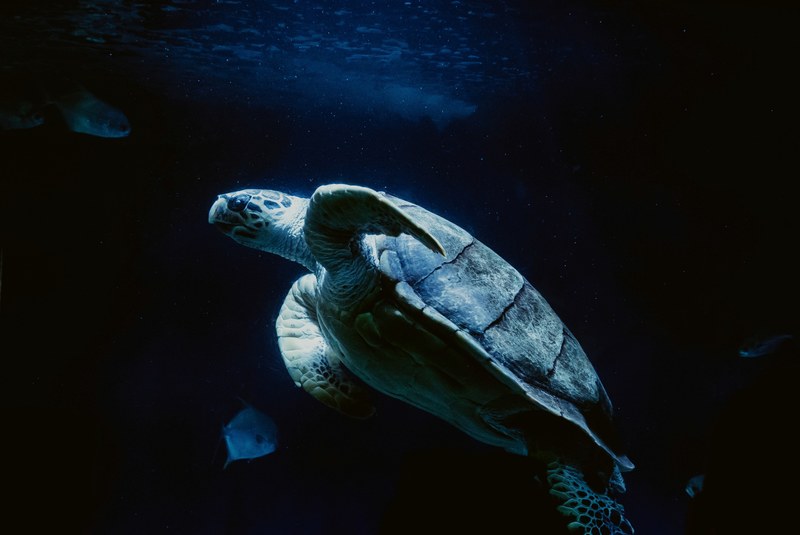 turtle sea turtle turtle swimming and sea life 4k
