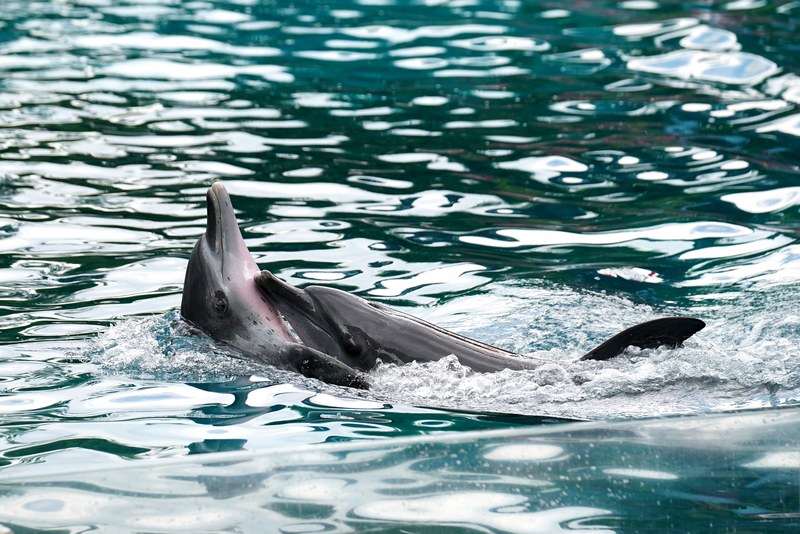 dolphin playful dolphin swimming and animal 4k
