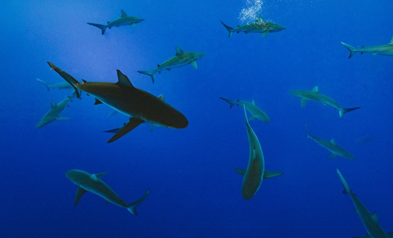 multiple sharks swimming underwater in clear blue sea, sharky 4k
