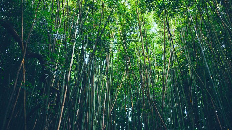 bamboo, trees, thickets, 4k