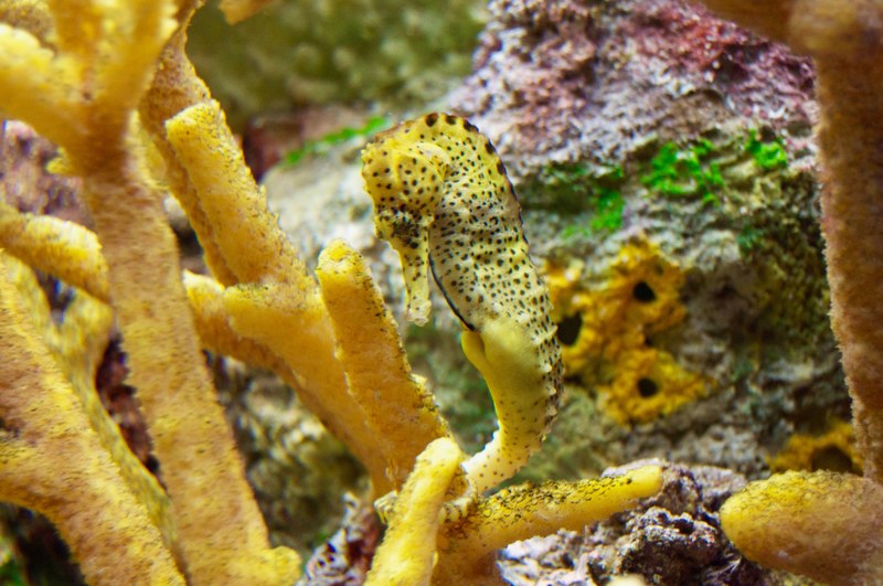 animal ocean life aquatic and sea life 4k