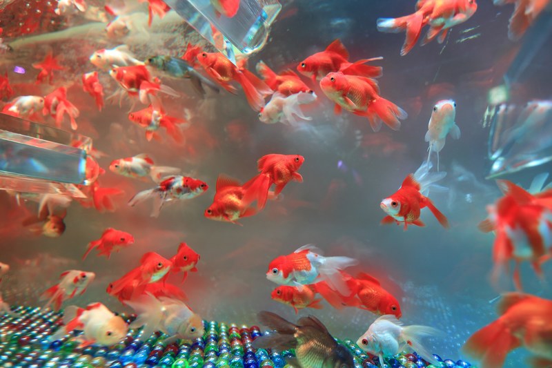 underwater fin aquatic and pet 4k