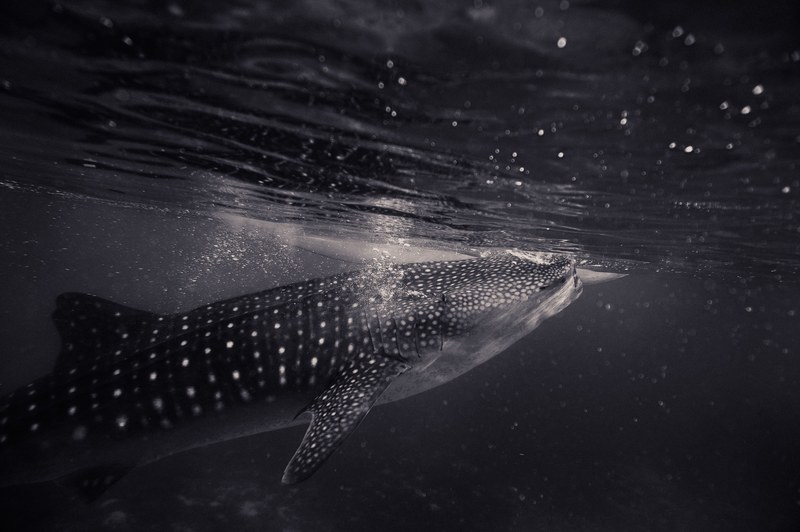 black and white shot of shark swimming underwater with bubbles, monochrome bubbles and shark 4k