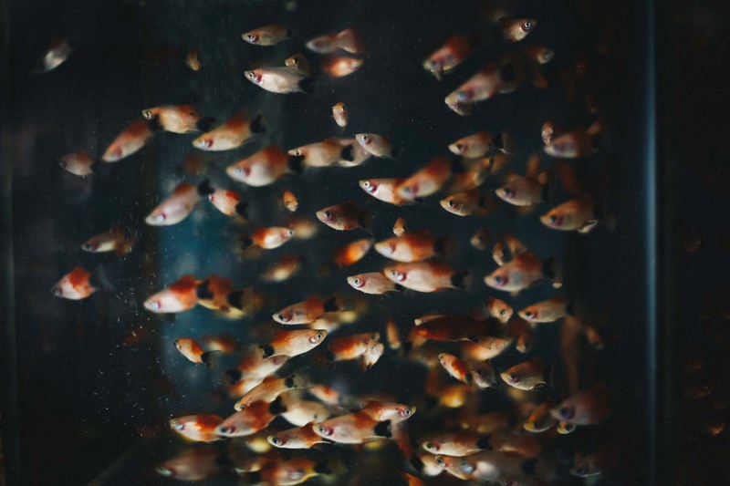 small orange fish in an aquarium, orange fish in an aquarium 4k