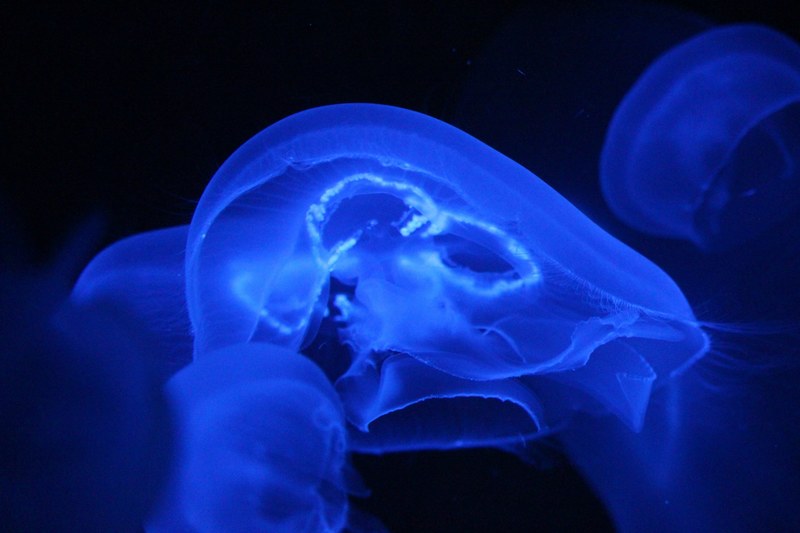 biolumniscence jellyfish glowing and invertebrate 4k