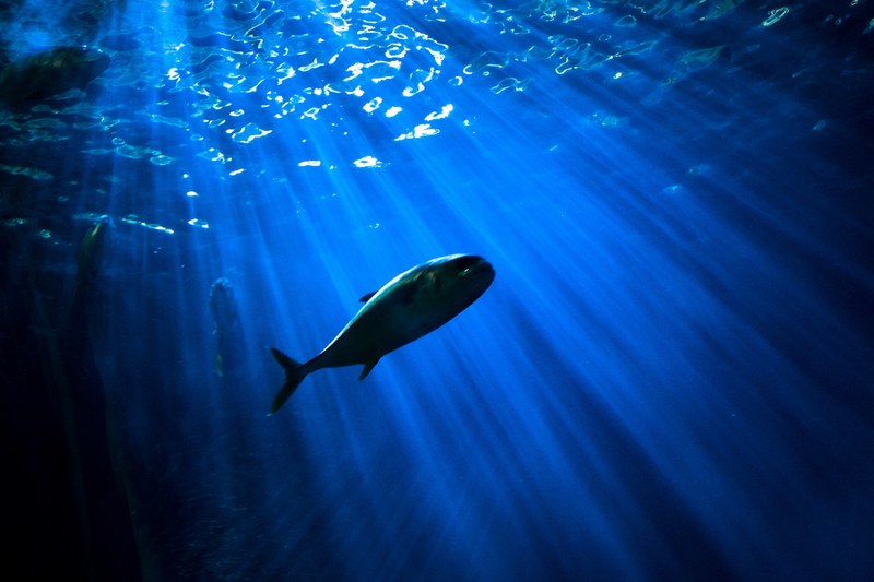 focus shot of fish swimming underwater in dark with beams of sunlight, the deep 4k