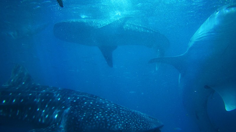 underwater shot of sharks swimming at oslob whale shark watching, sharks underwater oslob 4k