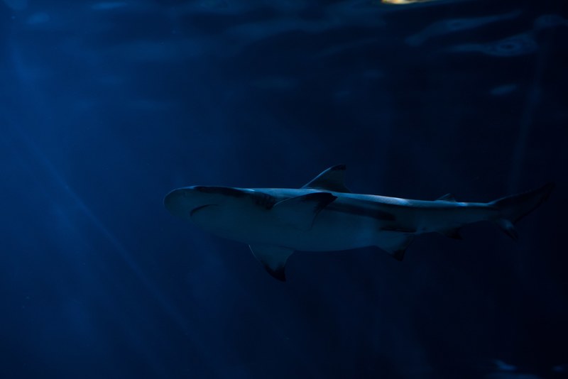 shark water fish and underwater 4k