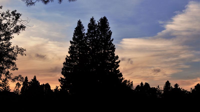 trees, dark, sky, 4k