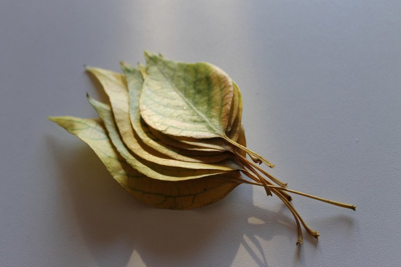 yellow and green leaves stacked on top of one another on a white surface, leaf stack 4k