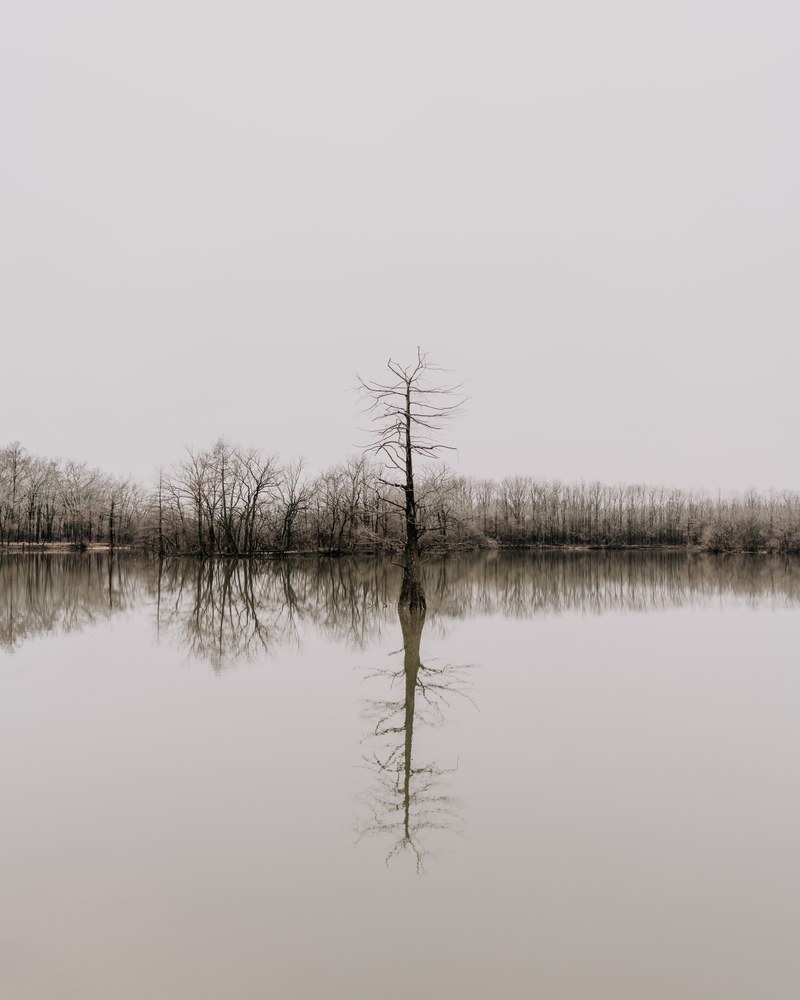 single tree 4k